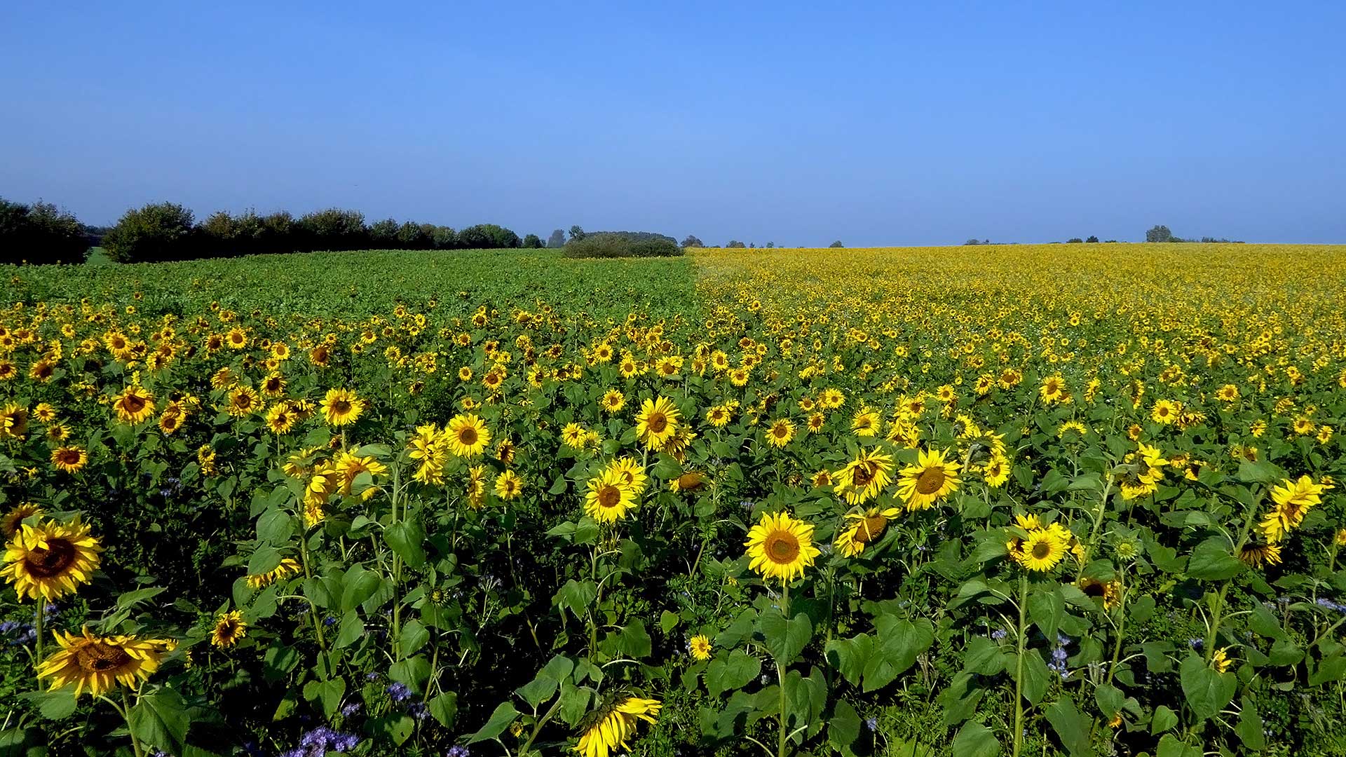 Sonnenblumen in Angeln/ SH/ Deutschland